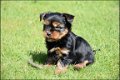 Yorkshire terrier pups - 3 - Thumbnail