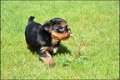 Yorkshire terrier pups - 4 - Thumbnail