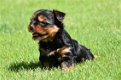 Yorkshire terrier pups - 5 - Thumbnail