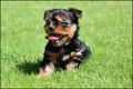 Yorkshire terrier pups - 6 - Thumbnail