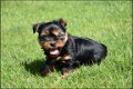 Yorkshire terrier pups - 7 - Thumbnail