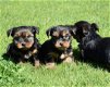 Yorkshire terrier pups - 8 - Thumbnail