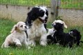 Amerikaanse cocker pups - 5 - Thumbnail