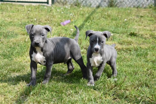 Amerikaanse stafford pups - 3