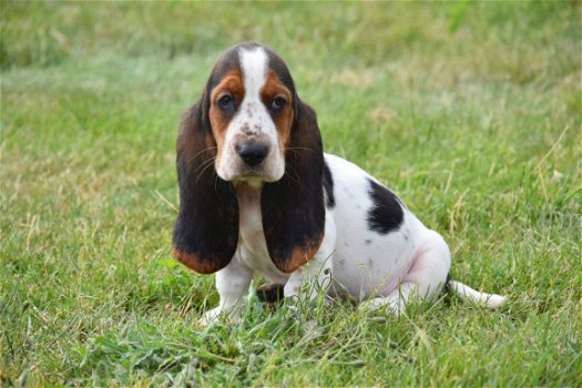 Basset pups - 2