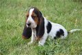 Basset pups - 3 - Thumbnail