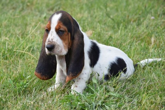 Basset pups - 4