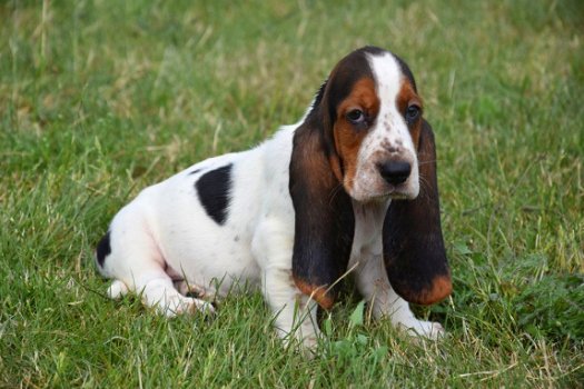 Basset pups - 5