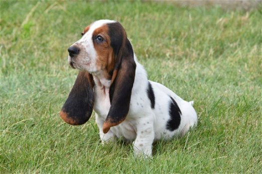 Basset pups - 7