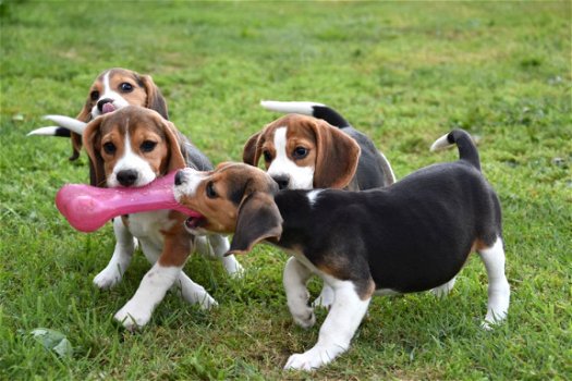 Beagle pups - 1