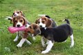 Beagle pups - 1 - Thumbnail