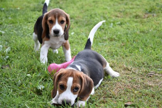 Beagle pups - 2
