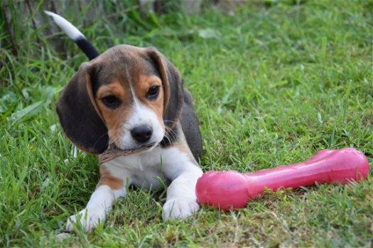 Beagle pups - 3