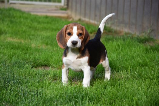 Beagle pups - 4