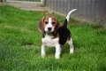 Beagle pups - 4 - Thumbnail
