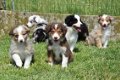 Border collie pups - 1 - Thumbnail