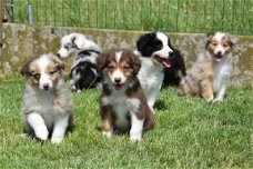 Border collie pups