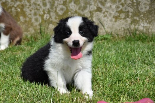 Border collie pups - 3