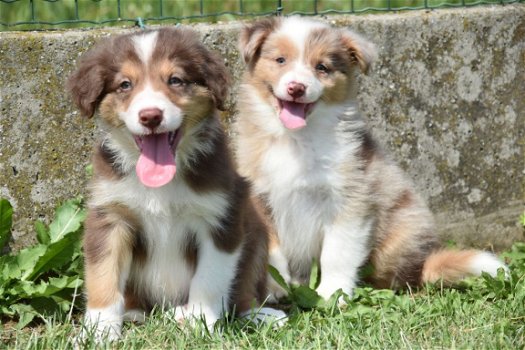 Border collie pups - 5