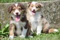 Border collie pups - 5 - Thumbnail