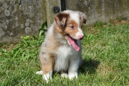 Border collie pups - 6