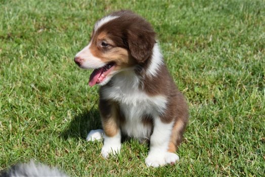 Border collie pups - 7