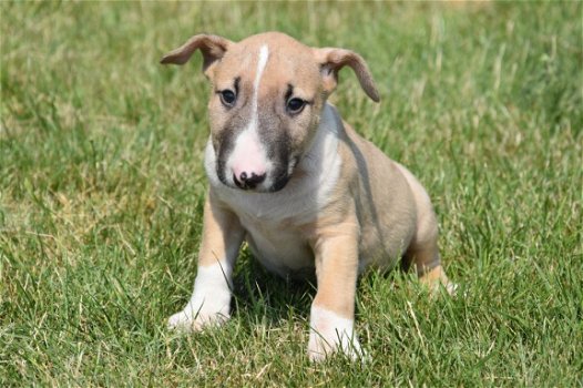 Bull terrier pups - 1