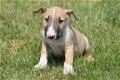 Bull terrier pups - 1 - Thumbnail