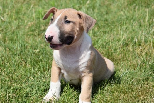 Bull terrier pups - 2