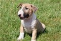 Bull terrier pups - 2 - Thumbnail