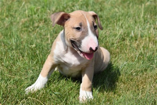 Bull terrier pups - 4