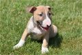 Bull terrier pups - 4 - Thumbnail