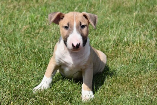 Bull terrier pups - 6