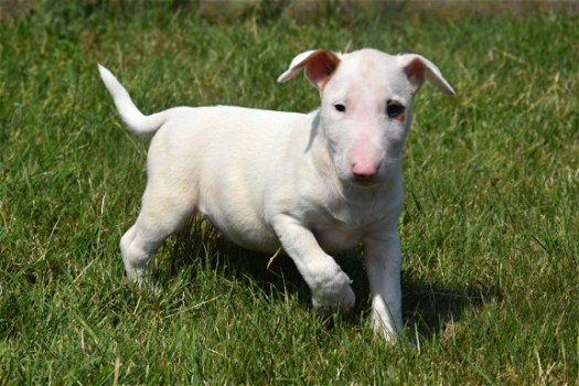 Bull terrier pups - 7