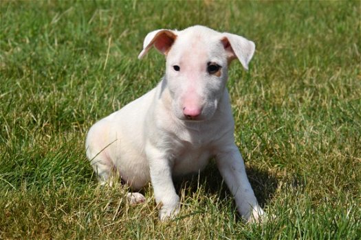 Bull terrier pups - 3