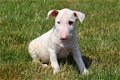 Bull terrier pups - 3 - Thumbnail