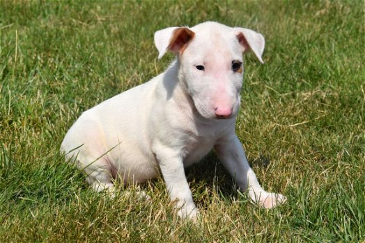 Bull terrier pups - 5