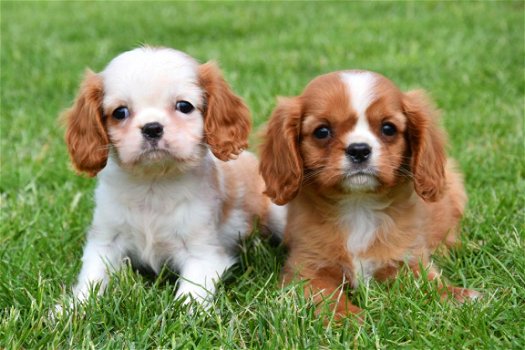 Cavalier king charles pups - 1