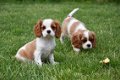 Cavalier king charles pups - 3 - Thumbnail