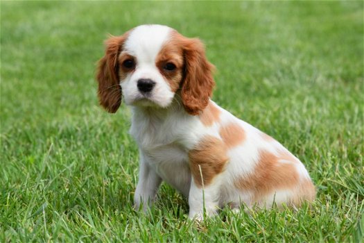 Cavalier king charles pups - 4