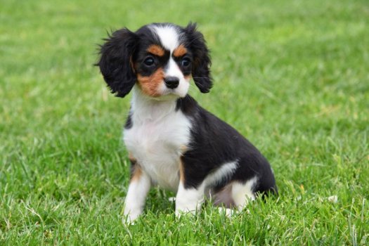 Cavalier king charles pups - 6