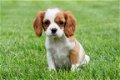 Cavalier king charles pups - 7 - Thumbnail