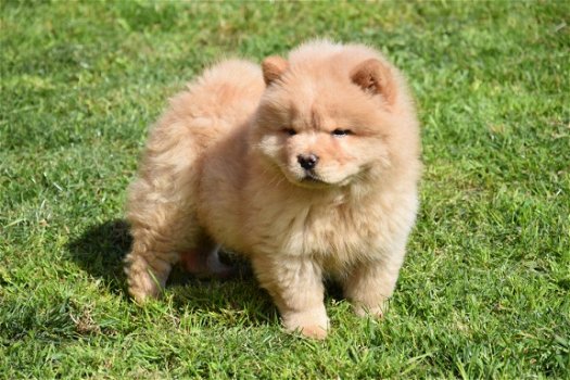 Chow chow pups - 2