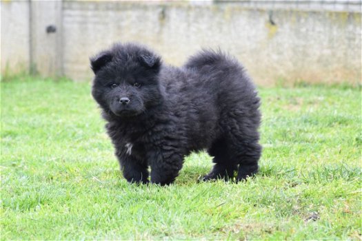 Chow chow pups - 3