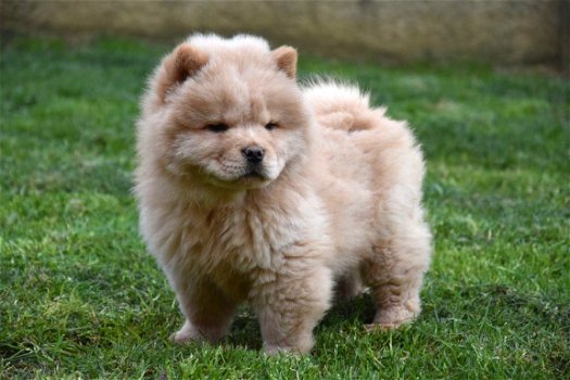 Chow chow pups - 4
