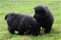 Chow chow pups - 5 - Thumbnail