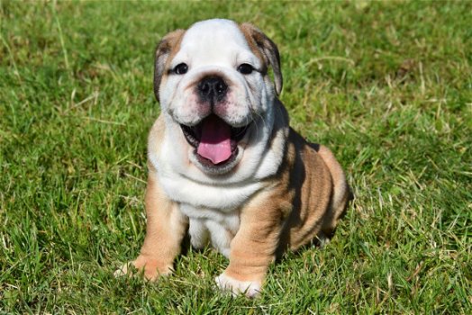 Engelse bulldog pups - 2