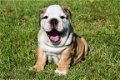 Engelse bulldog pups - 2 - Thumbnail