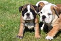 Engelse bulldog pups - 3 - Thumbnail