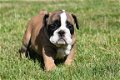 Engelse bulldog pups - 5 - Thumbnail
